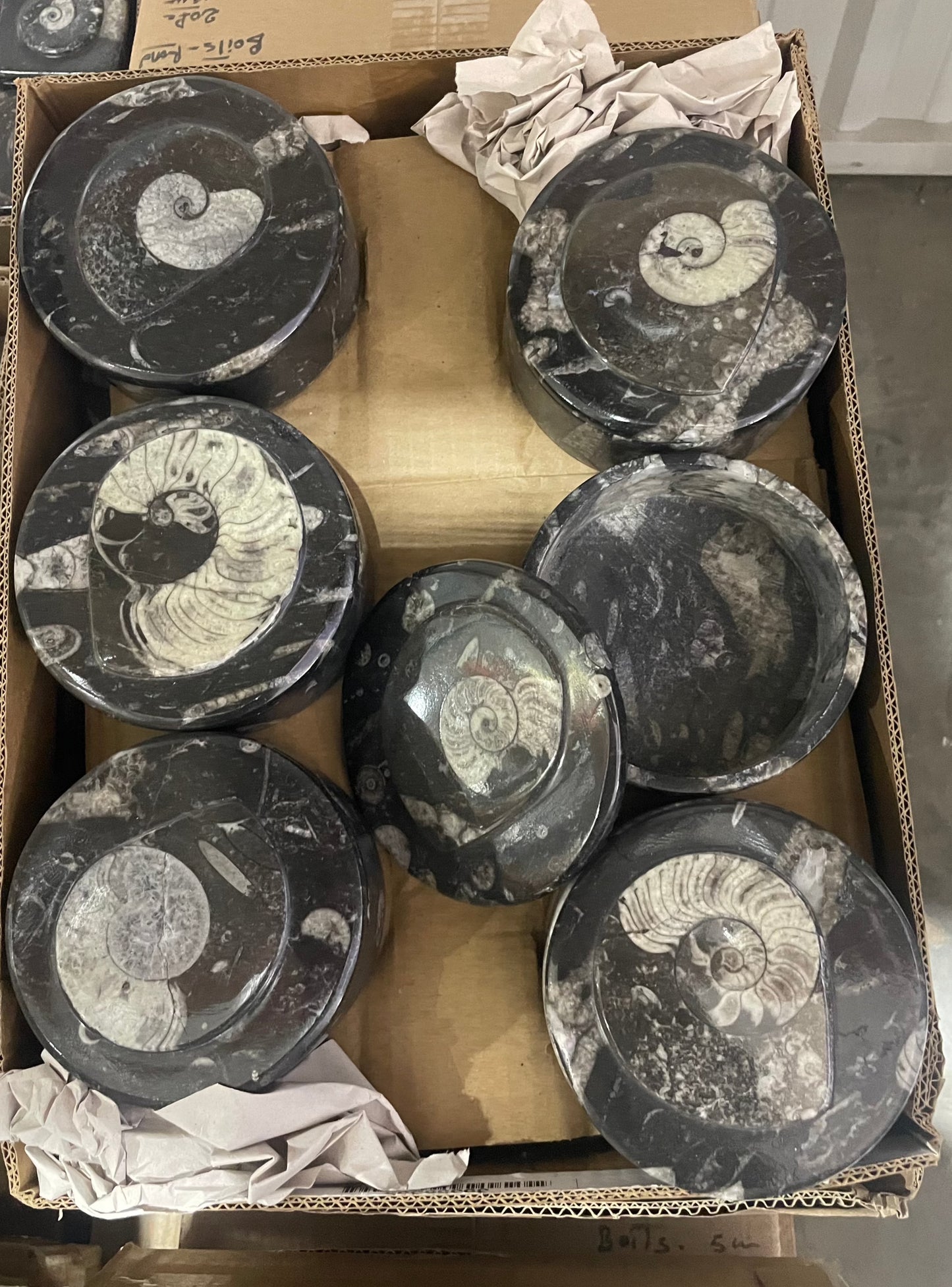 11cm Goniatite/Orthoceras Round Box (Case)