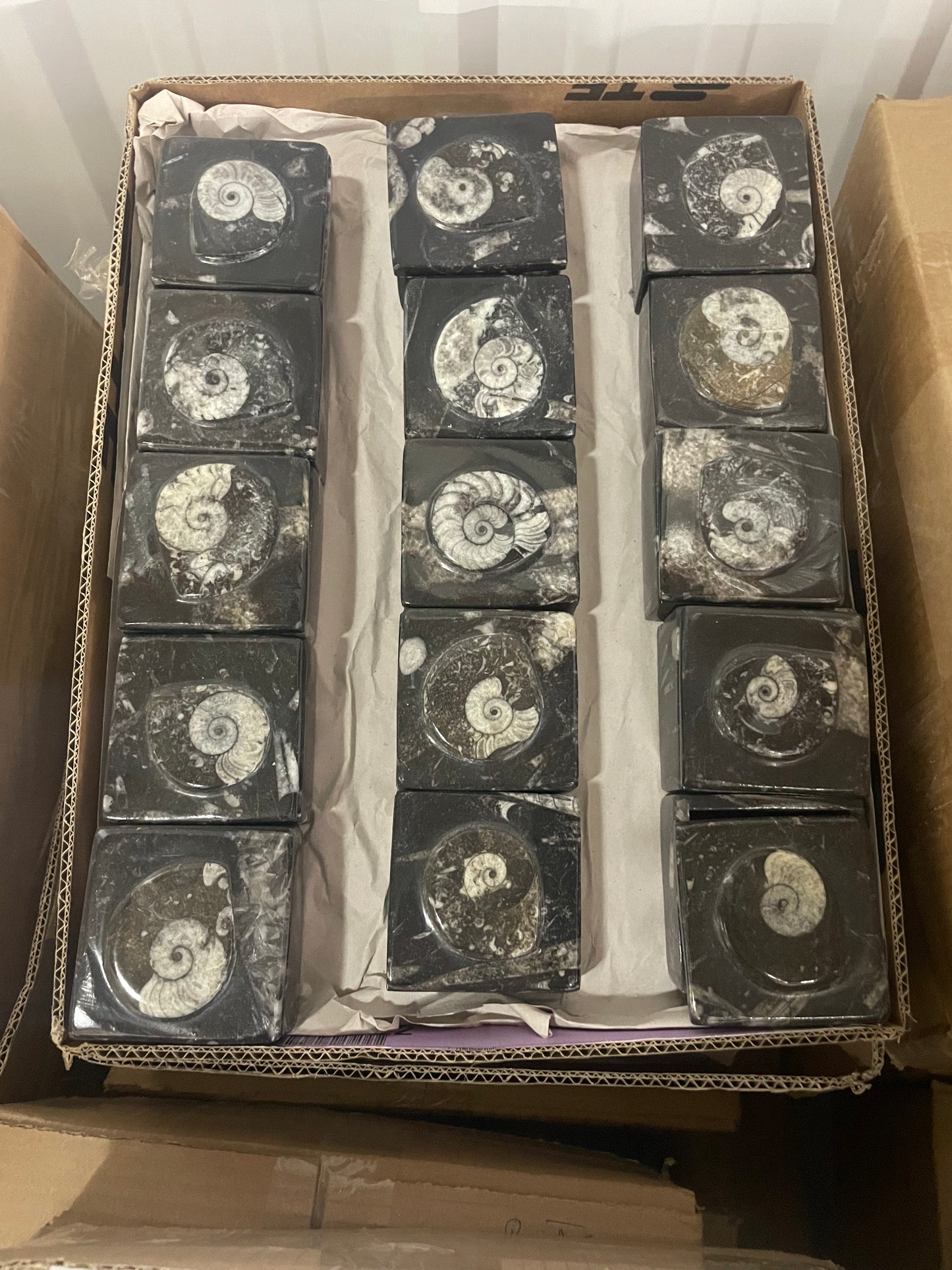 7 cm Goniatite/Orthoceras Square Box (Case)