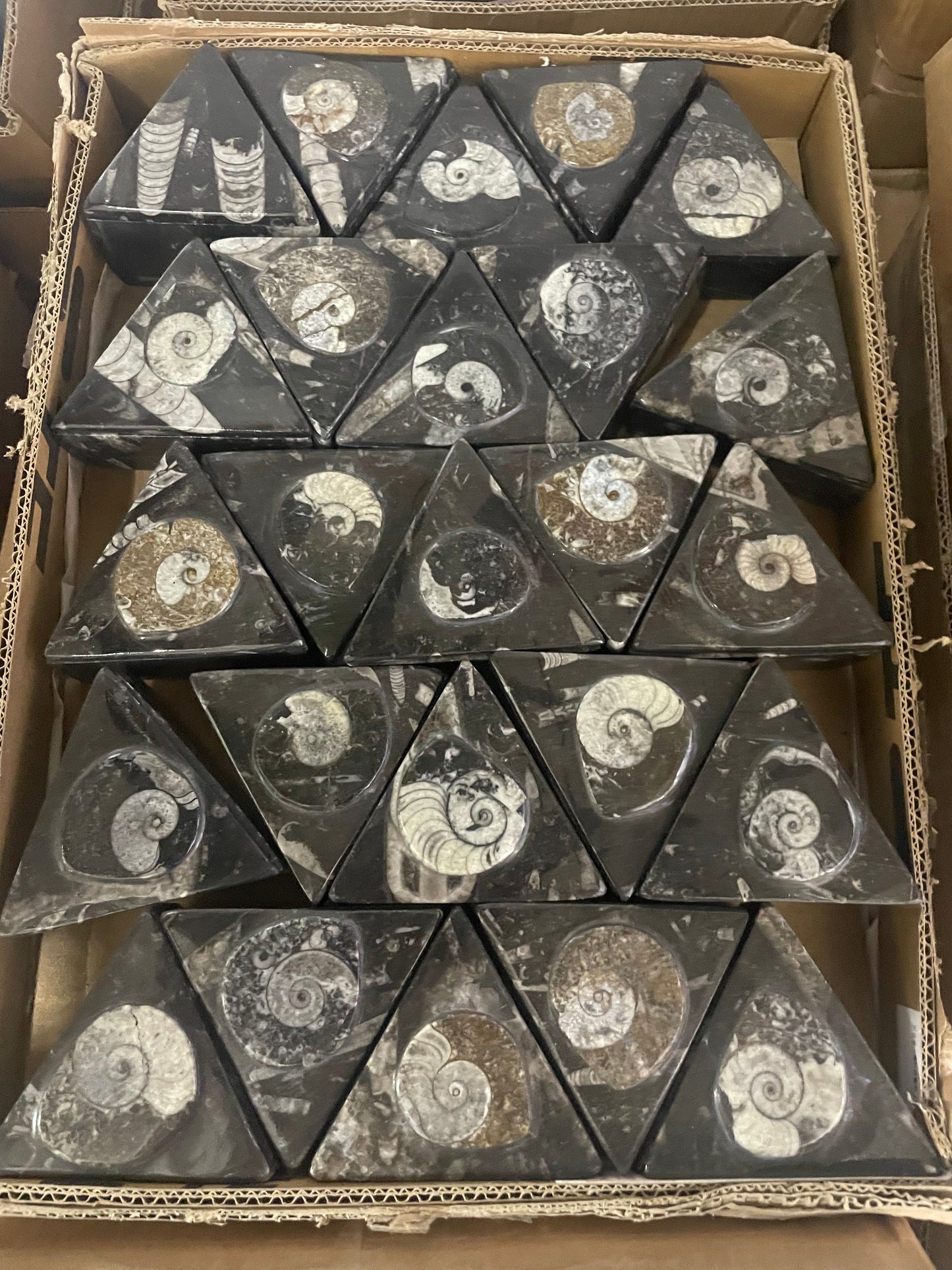 8cm Goniatite/Orthoceras Triangle Box (Case)