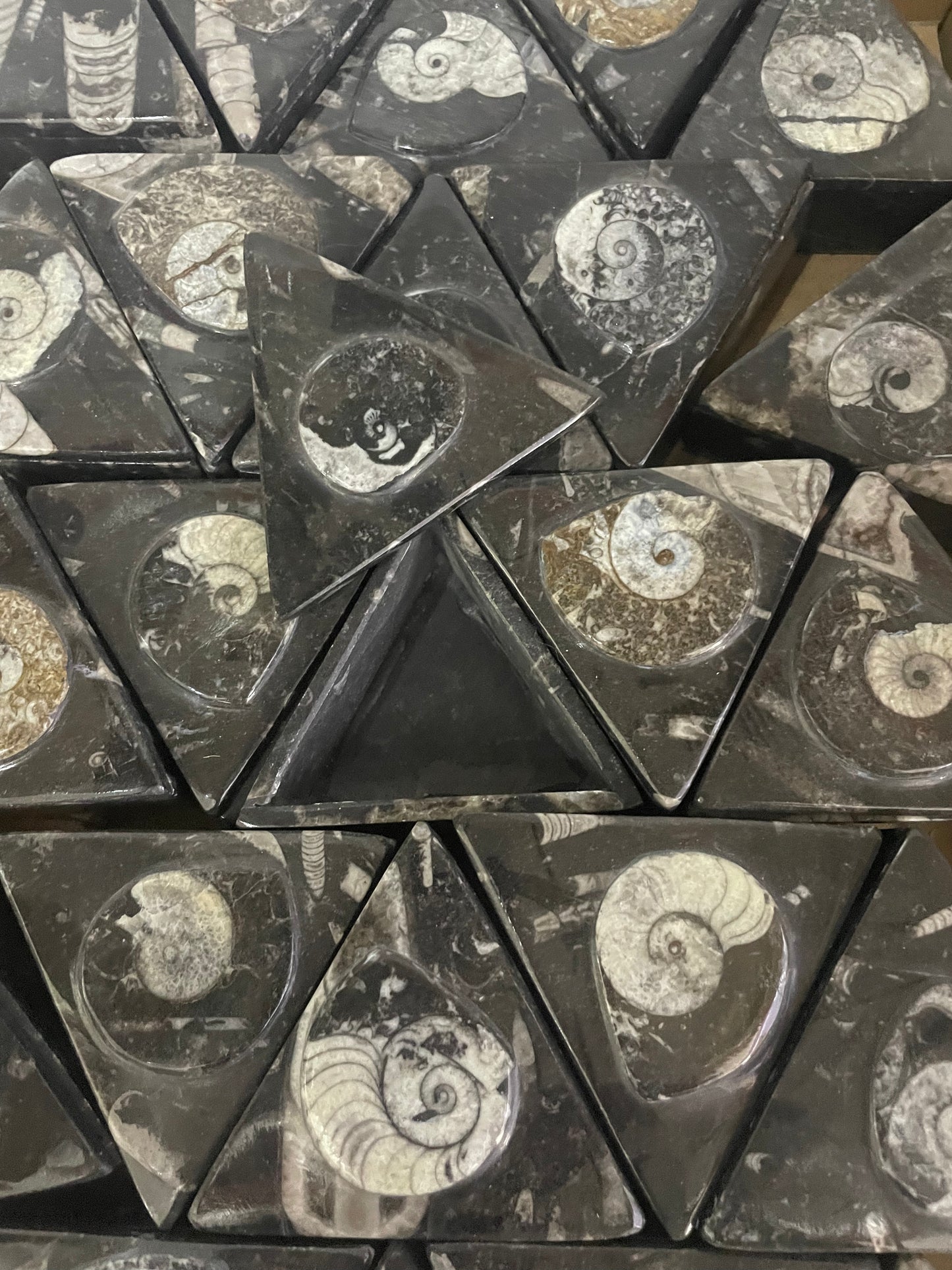8cm Goniatite/Orthoceras Triangle Box (Case)