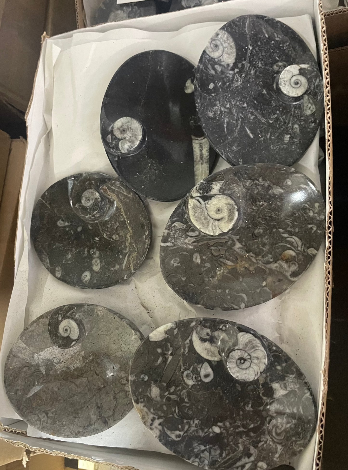 10 cm Goniatite/Orthoceras Oval Plate (Case)