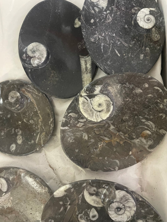 10 cm Goniatite/Orthoceras Oval Plate (Case)