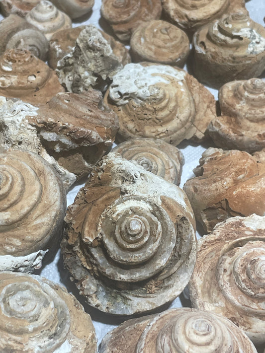 Gastropod Fossils (Flat)