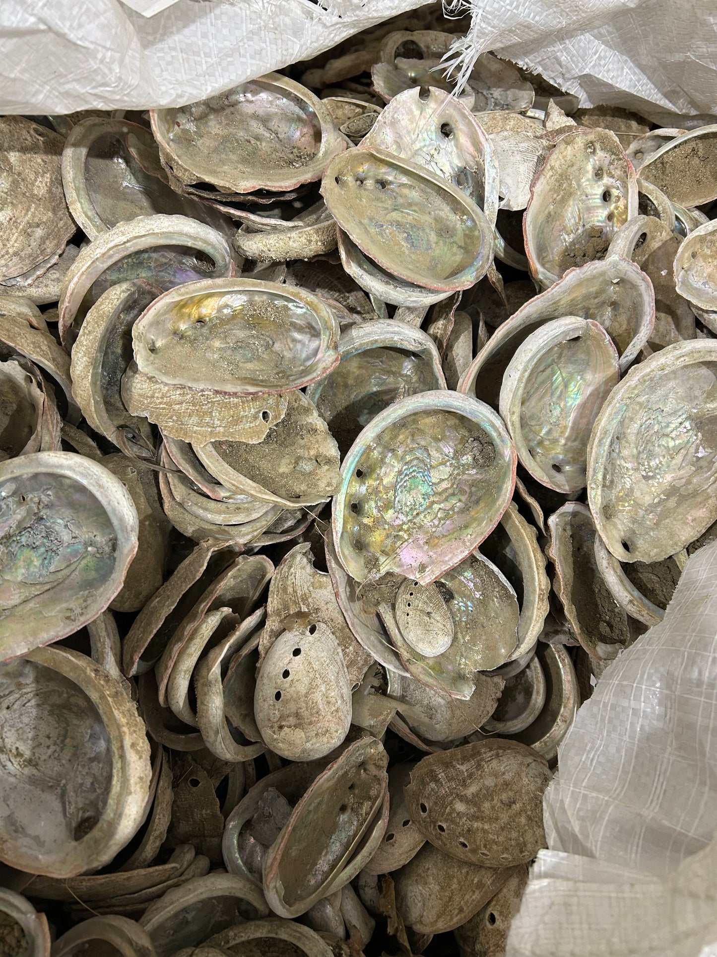 Abalone Shells Lot (10lb)