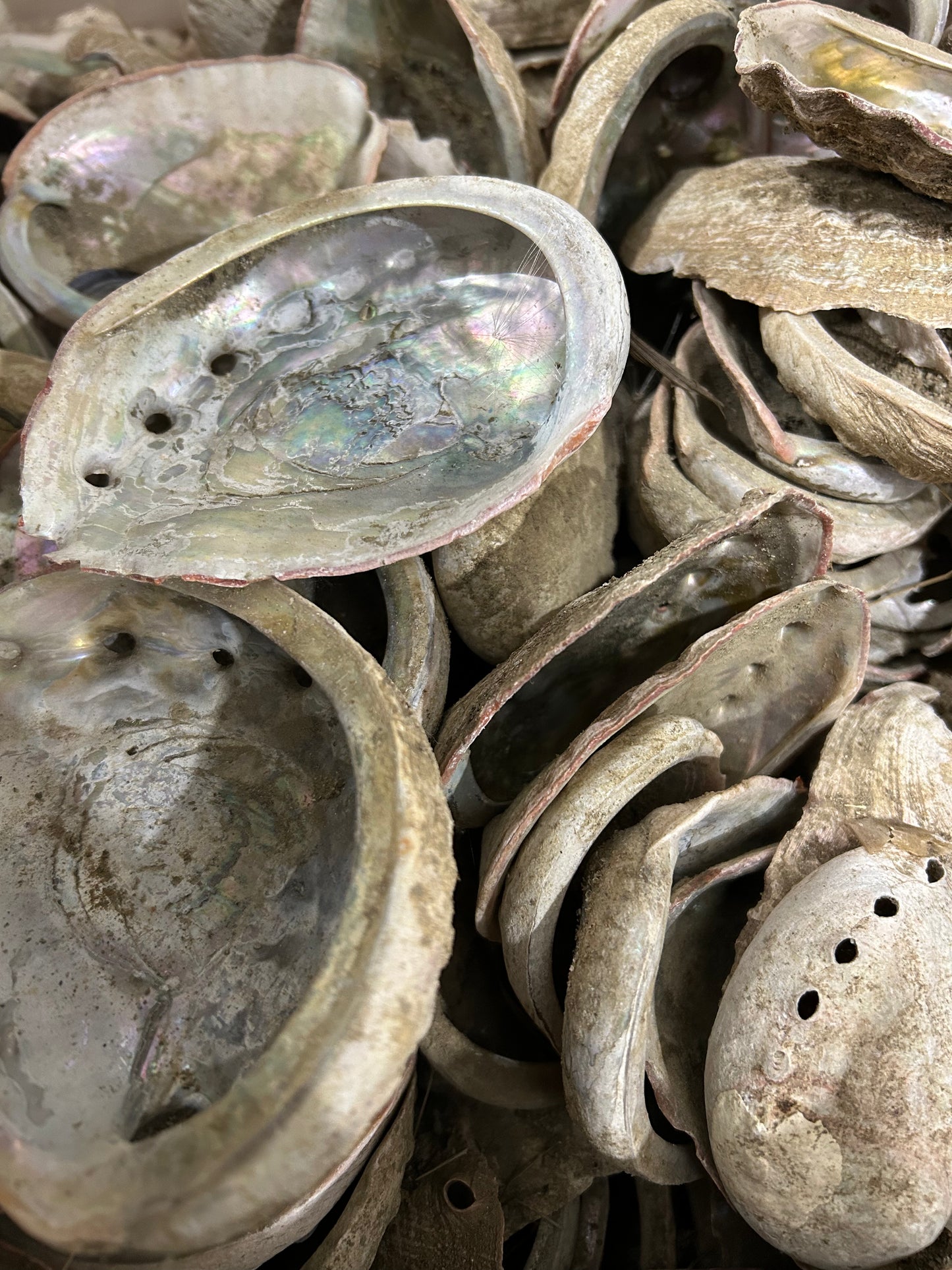 Abalone Shells Lot (10lb)