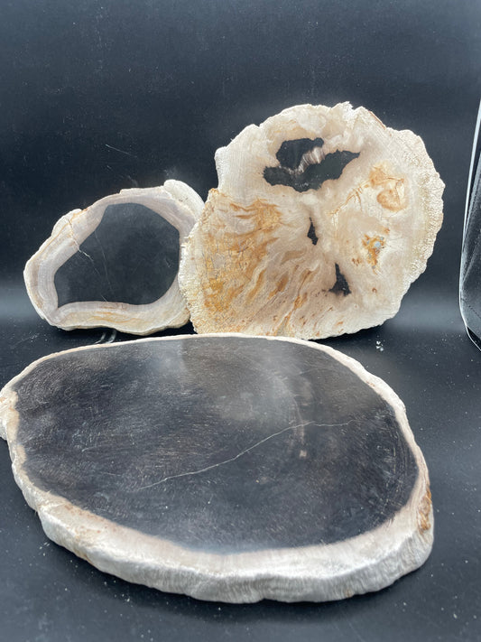 Petrified Wood Slabs (3pc Flat)