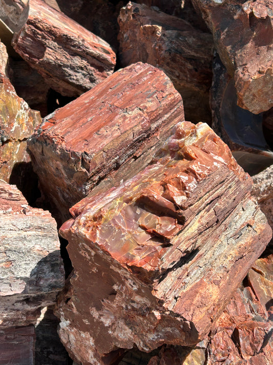 Petrified Wood(10lb Lot)