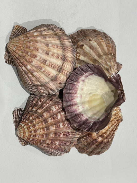 CONTACT FOR DISCOUNT - Lions Paw 5pc Lot