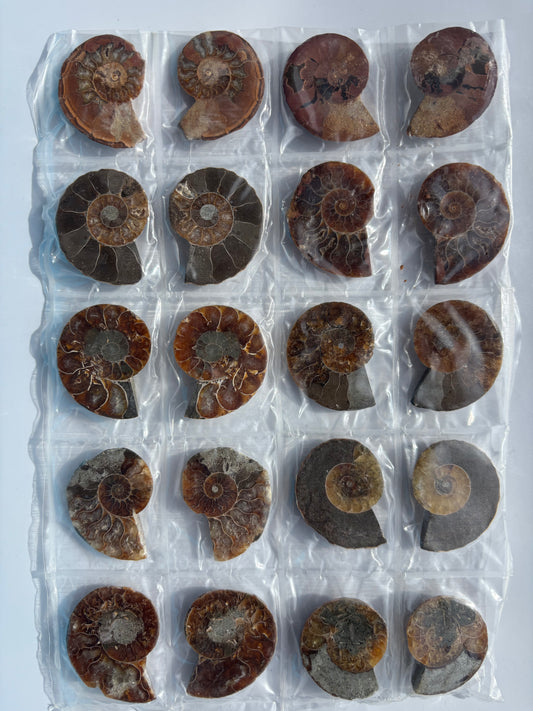 Madagascar Ammonite Pairs (Sheet)