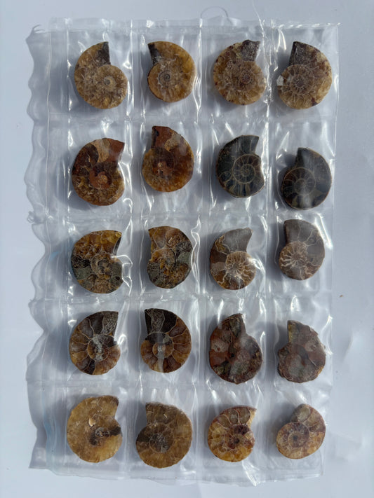 Madagascar Ammonite Pairs (Sheet)