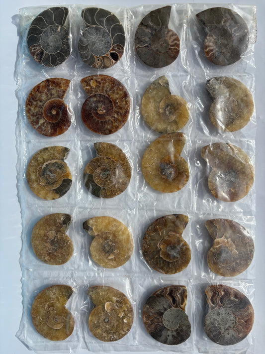 Madagascar Ammonite Pairs (Sheet)