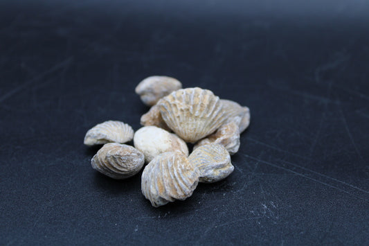Fossilized Brachiopods 1lb Bag