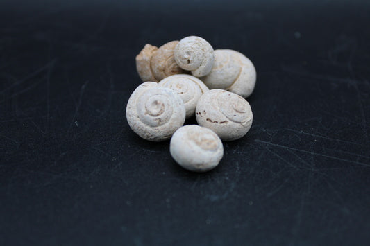 Fossilized Gastropods 1lb Bag