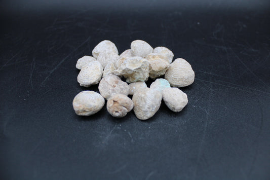 Fossilized Shells 1lb Bag