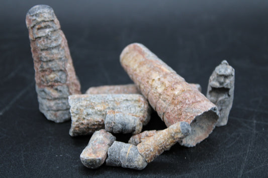 Fossilized Orthoceras 1lb Bag