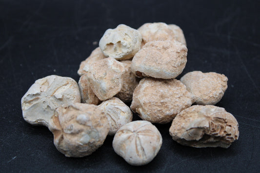 Fossilized Sea Biscuits 1lb Bag