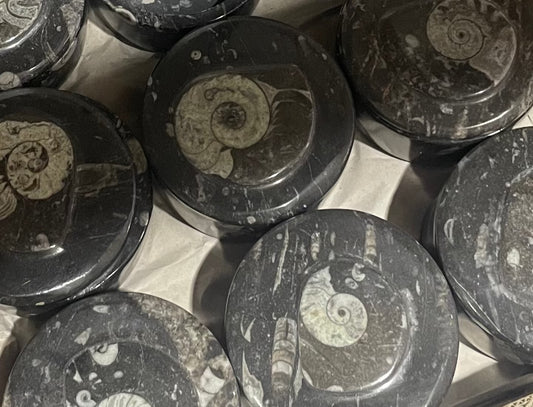 Goniatite Round Bowl with Lid (Case)